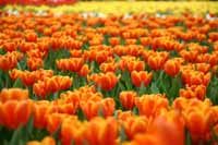 Tulpen