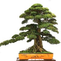 Bonsai Clubs