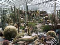 Cactus kwekerijen
