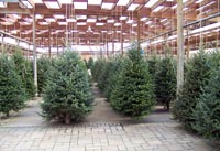 Kerst Bomen