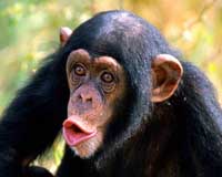 Apen Chimpansee