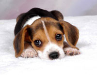 beagles