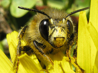 bijen organisaties buitenland