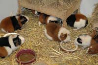 Cavia Liefhebbers