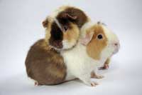 Cavia fokkers Gelderland