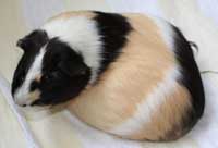 Cavia fokkers Limburg