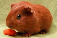 Cavia fokkers Noord Brabant