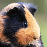 Cavia fokkers Overijssel