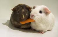 Cavia fokkers Zuid Holland