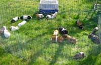 Cavia opvang