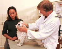 Dierenarts Noord Brabant